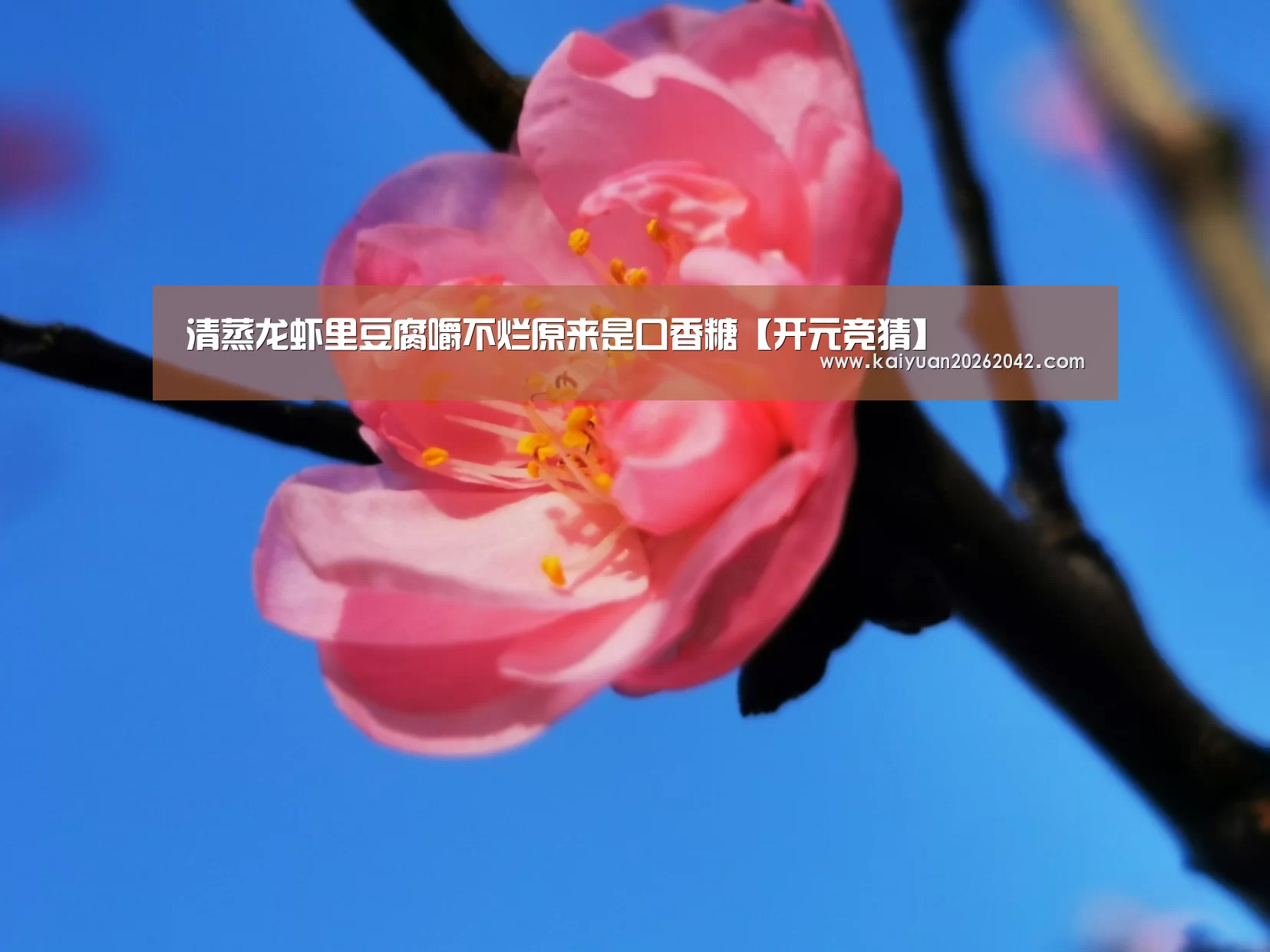 开元竞猜
